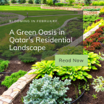 Blooming in February: A Green Oasis in Qatar’s Residential Landscape